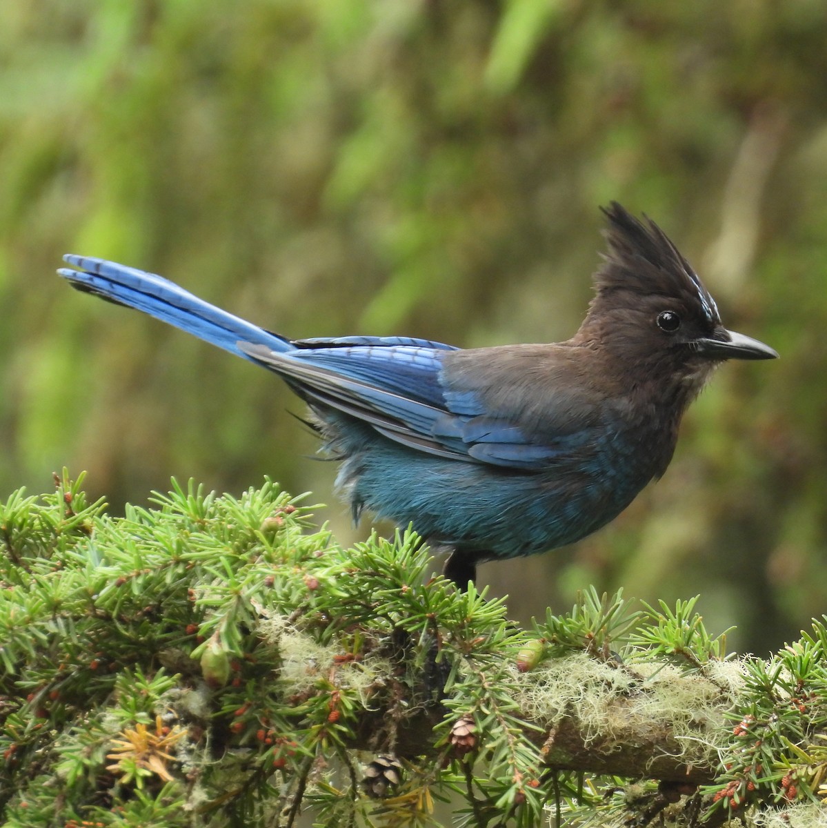 Steller's Jay (Coastal) - ML638460840