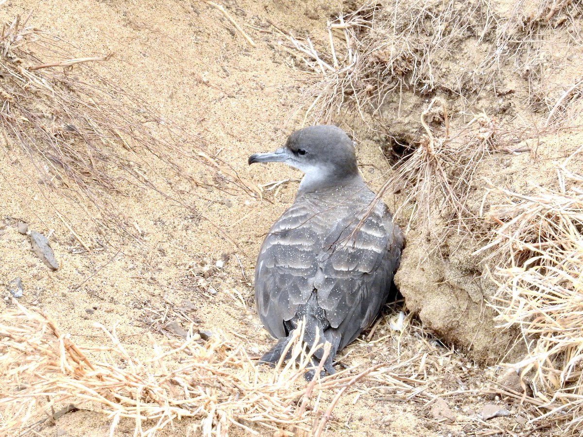 Wedge-tailed Shearwater - ML638460841