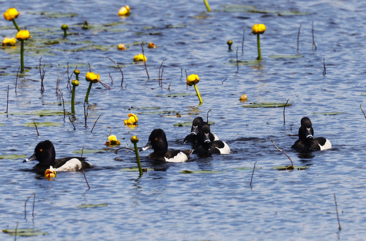 Ring-necked Duck - ML638460880