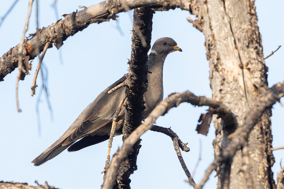 Band-tailed Pigeon - ML638460882