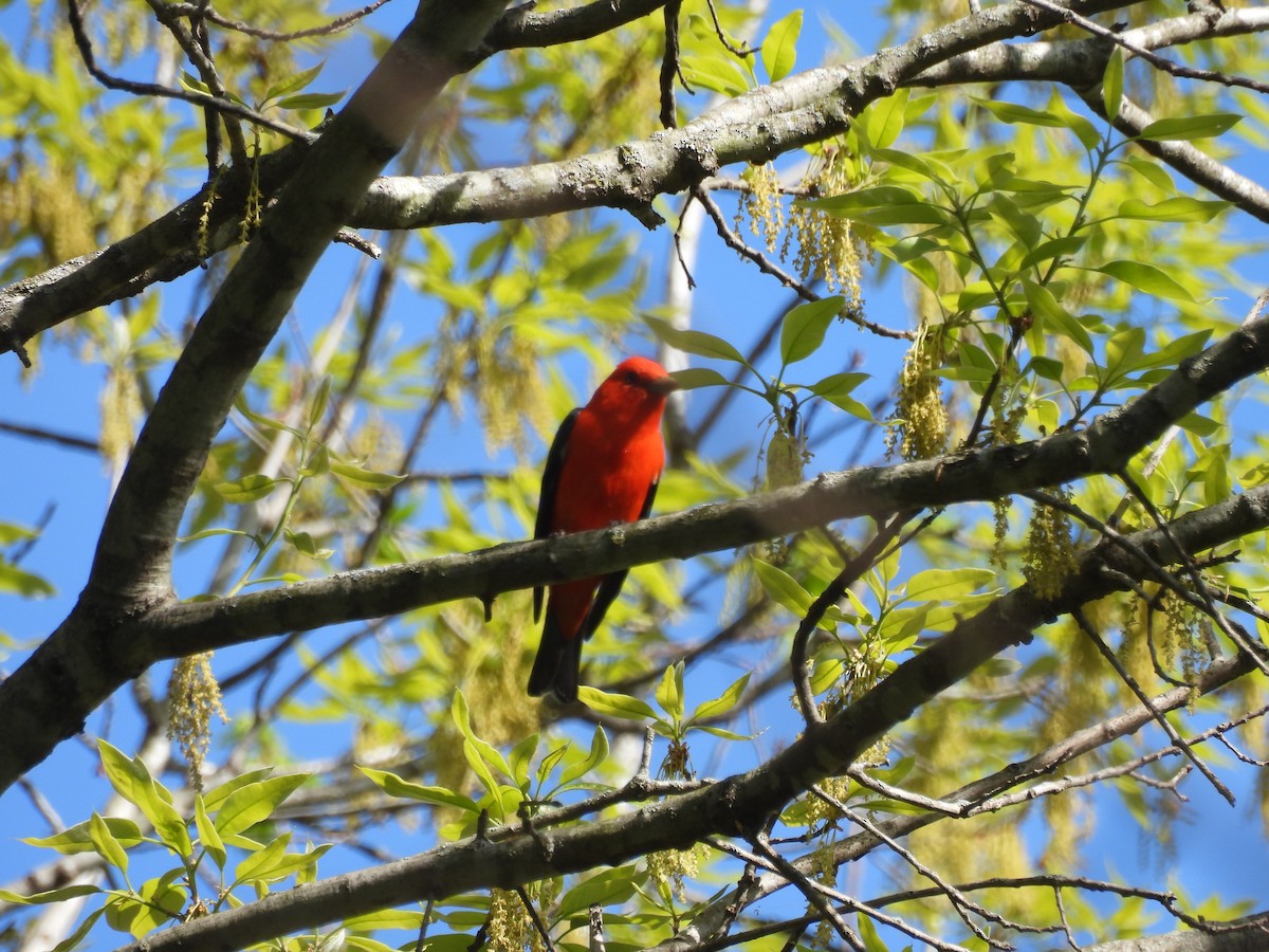 Scarlet Tanager - ML638460897