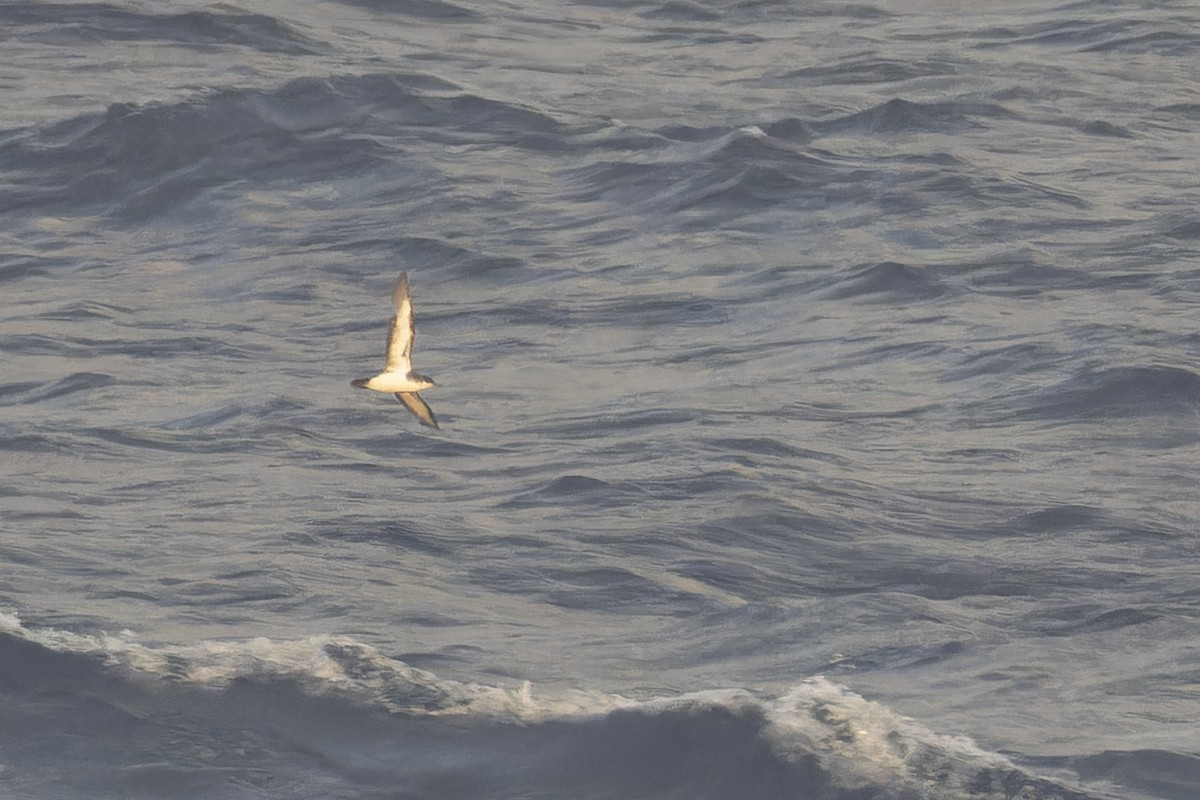 Tropical Shearwater - ML638460914