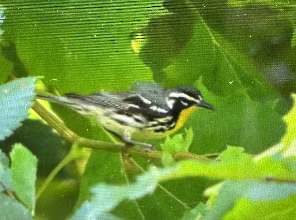 Yellow-throated Warbler - ML638460917