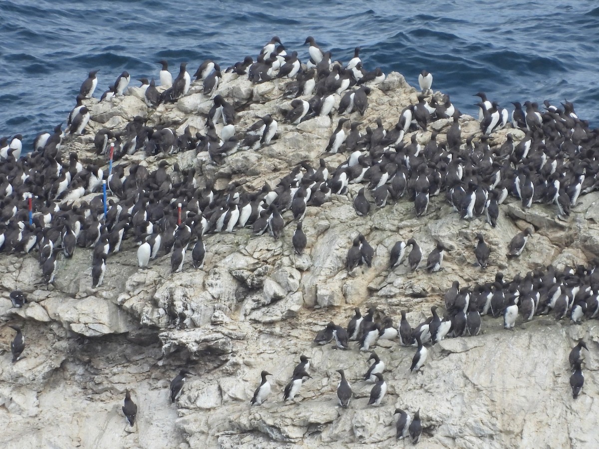 Common Murre - ML638460950
