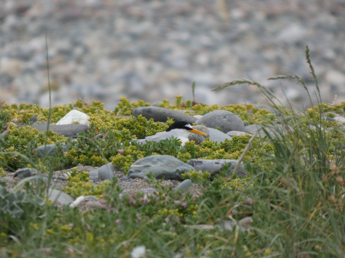 Little Tern - ML638460962