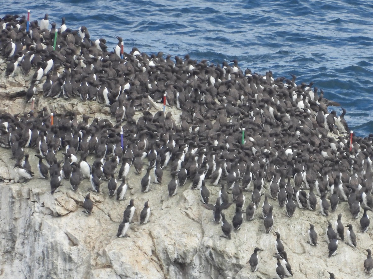 Common Murre - ML638460991