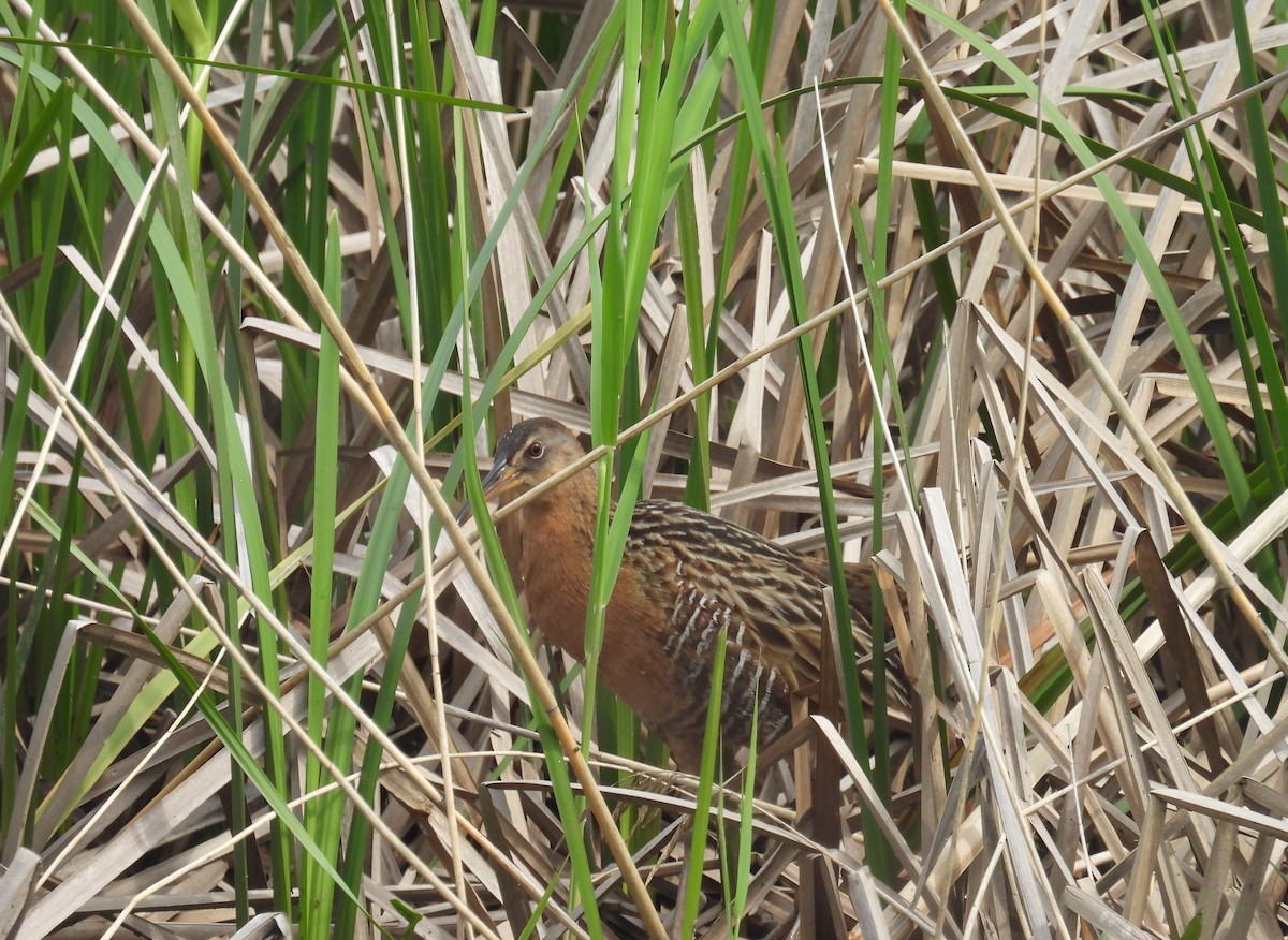 King Rail - ML638461034