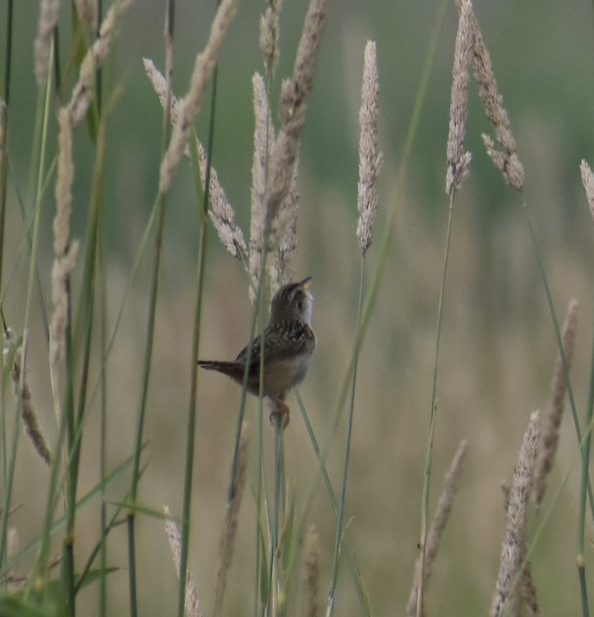 Sedge Wren - ML638461039
