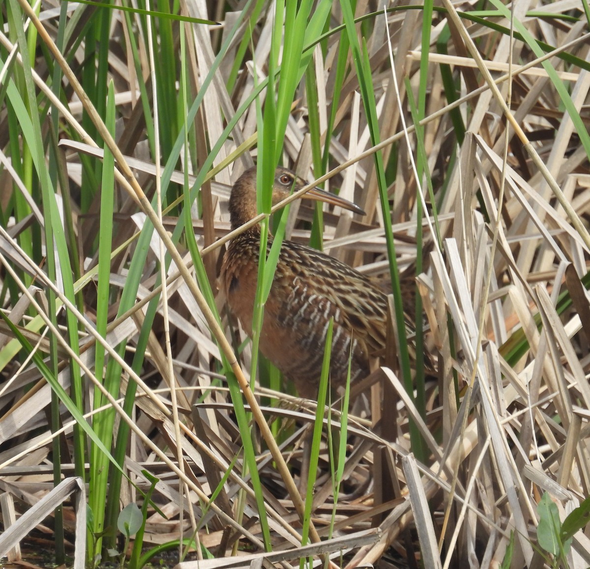 King Rail - ML638461040