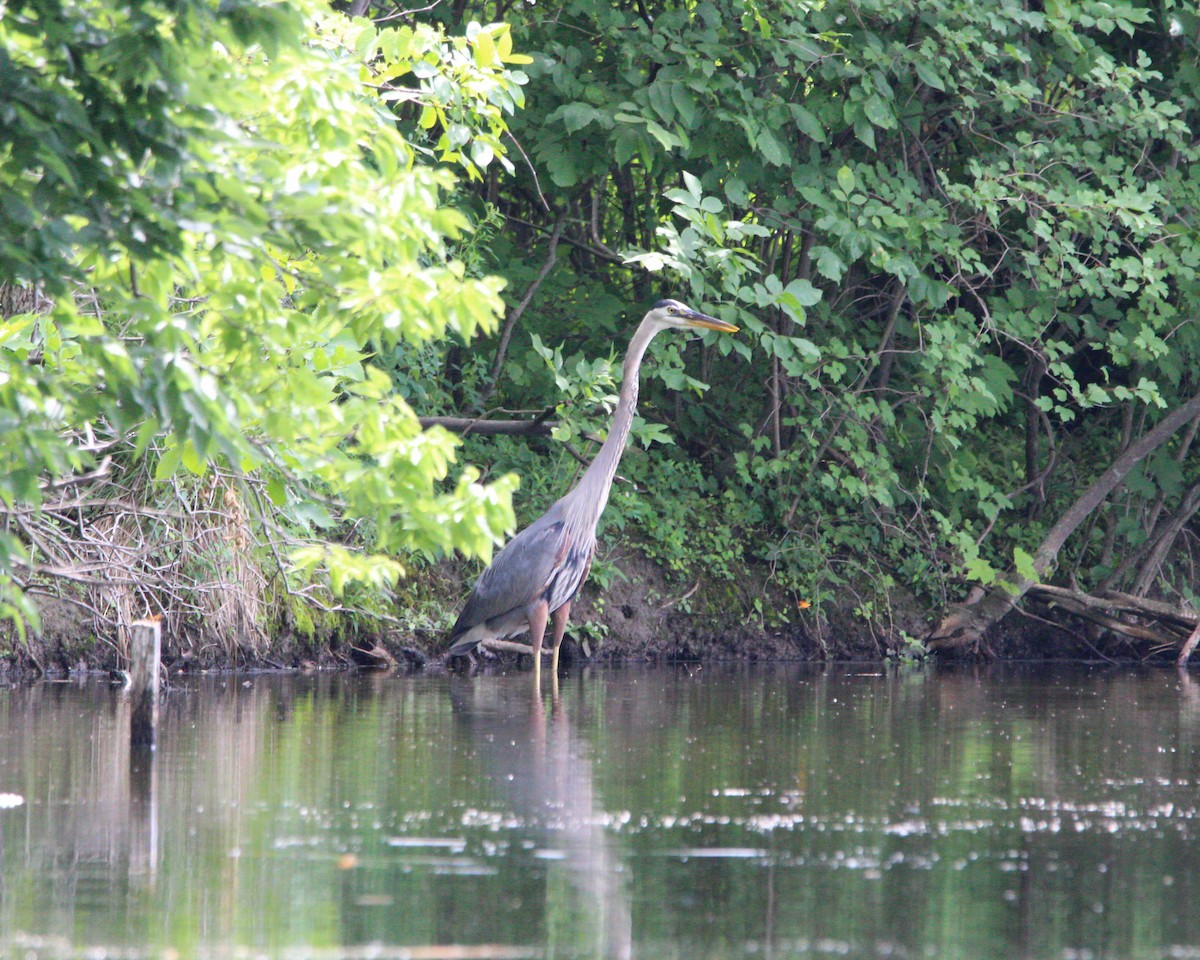 Great Blue Heron - ML638461133