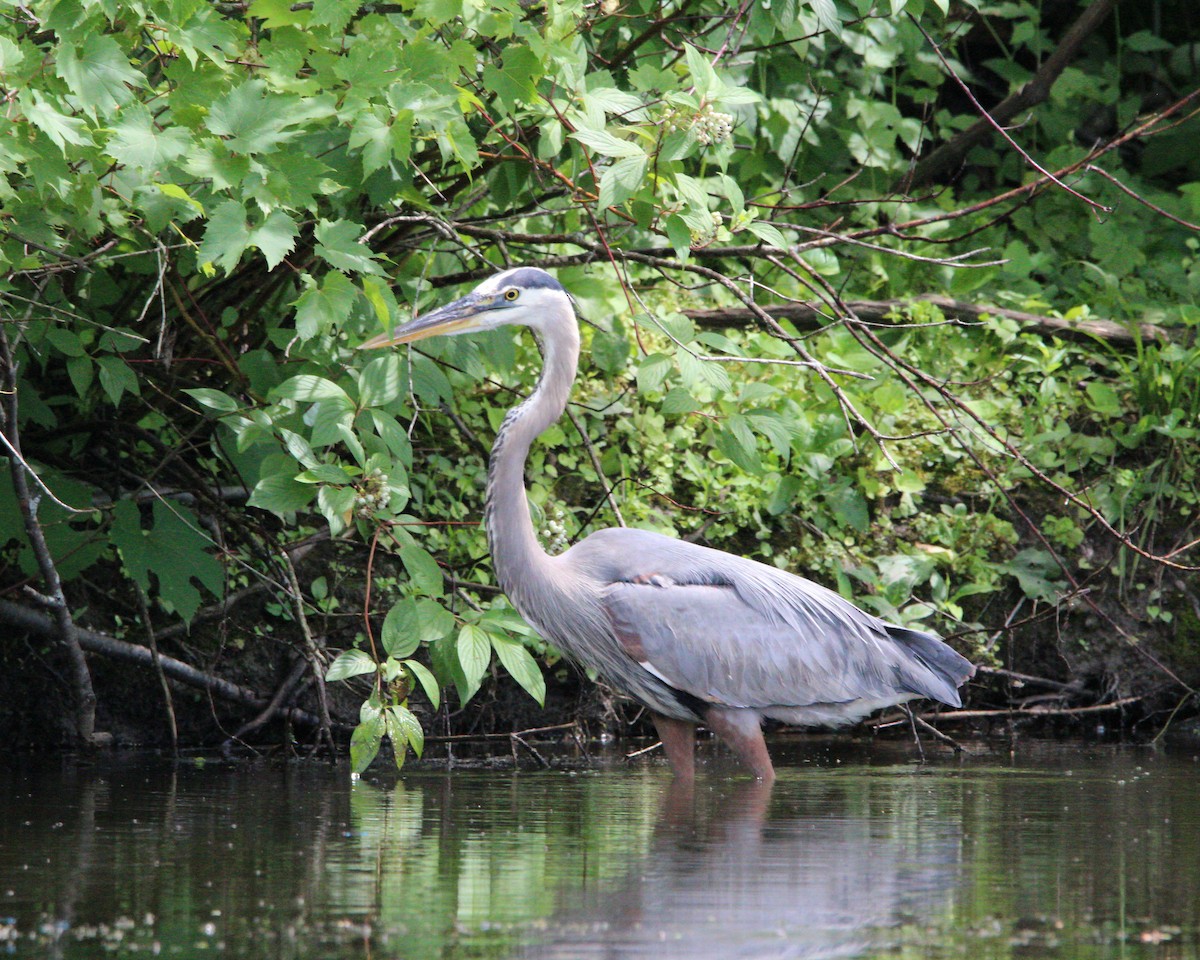 Great Blue Heron - ML638461134
