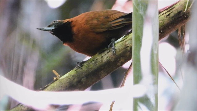Rondonia Bushbird - ML638461140
