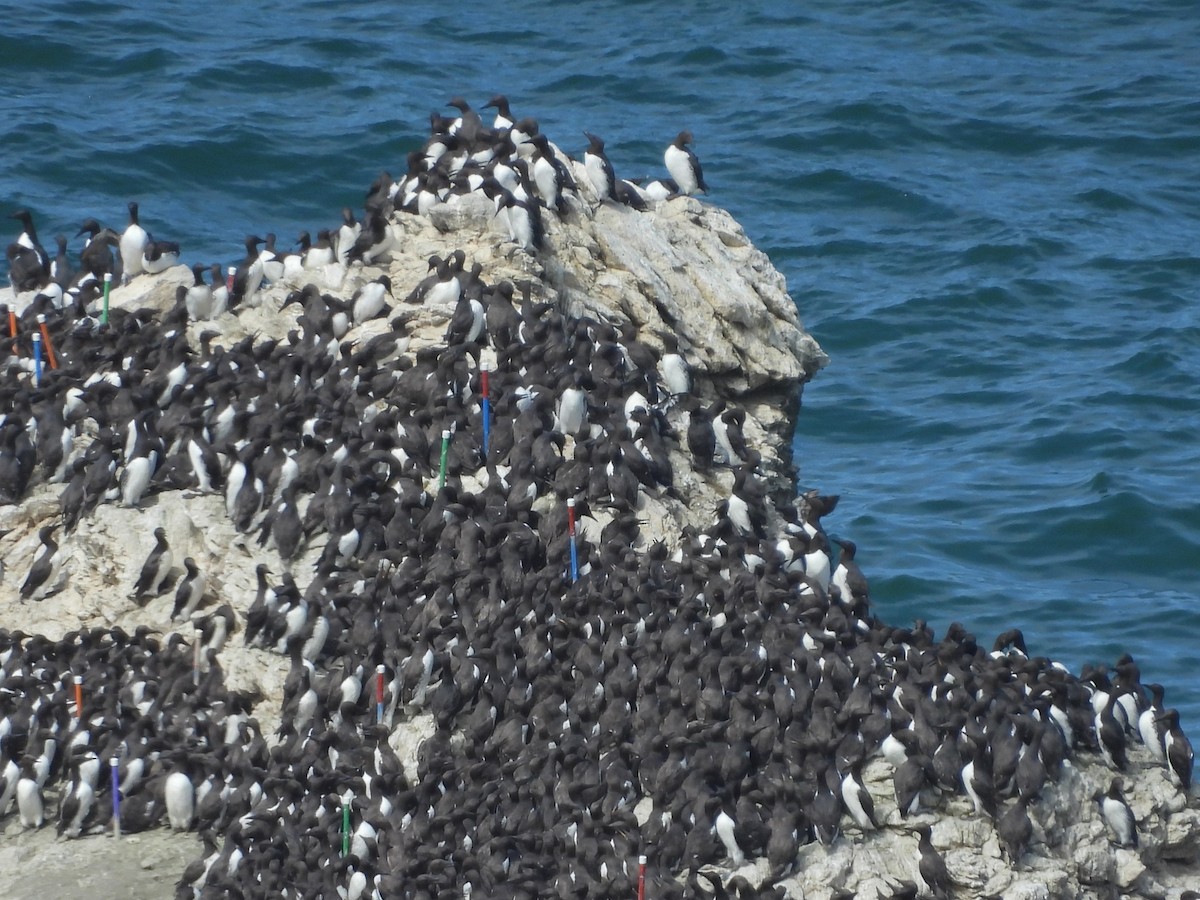 Common Murre - ML638461188