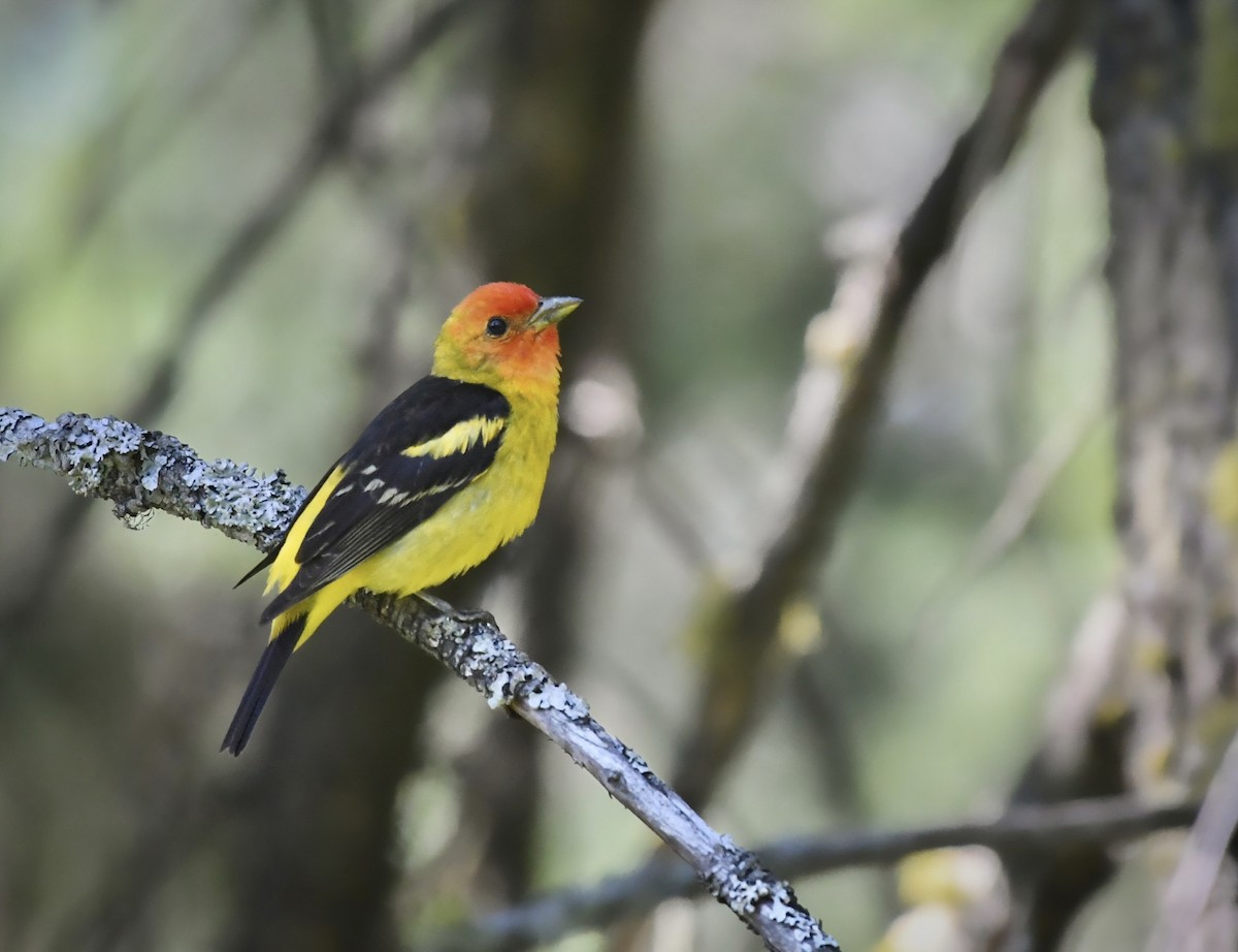 Western Tanager - Kalin Ocaña