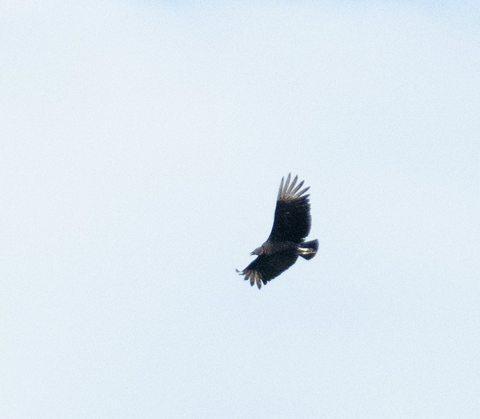 Black Vulture - ML638461202