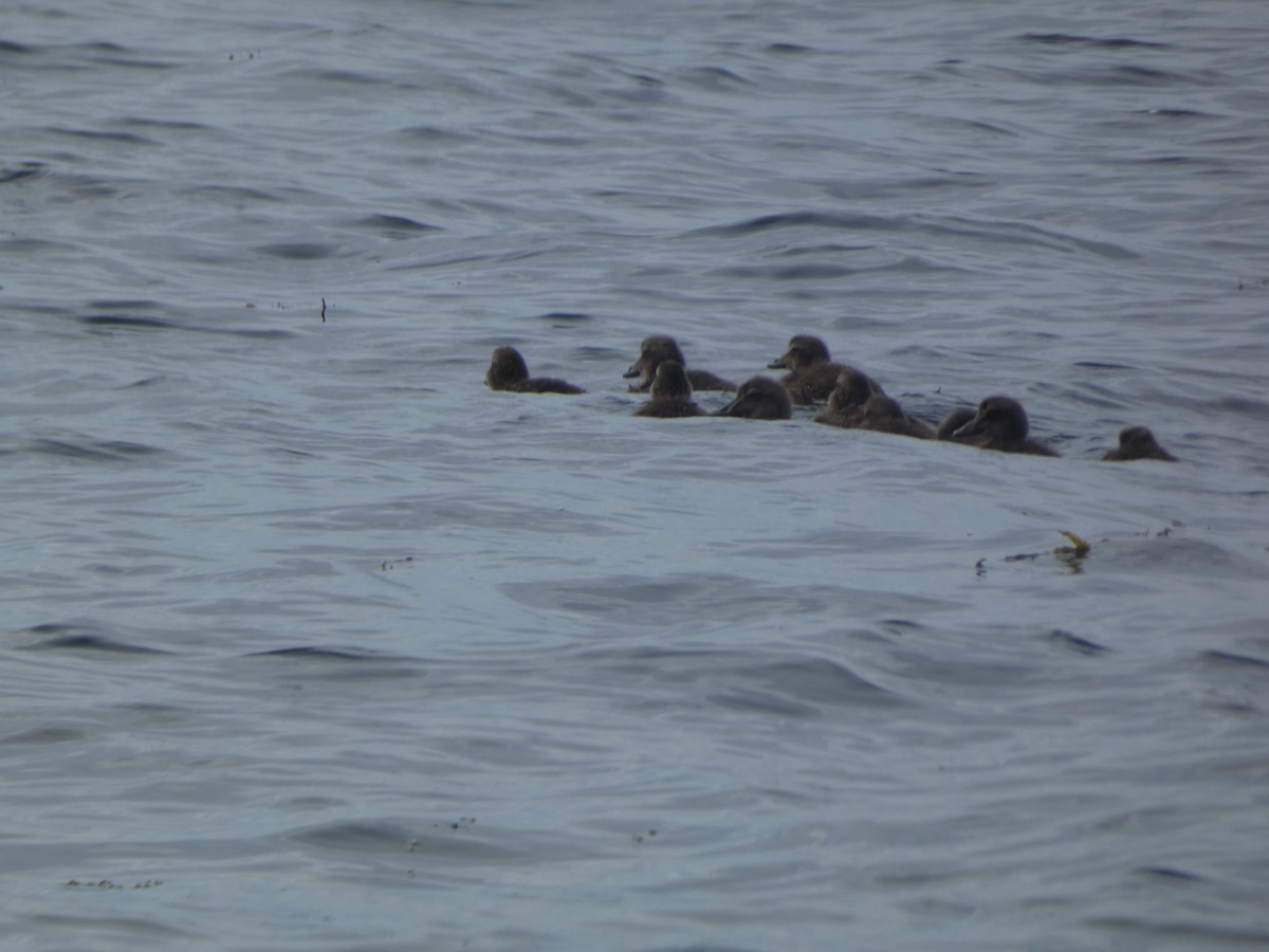 Common Eider - ML638461203