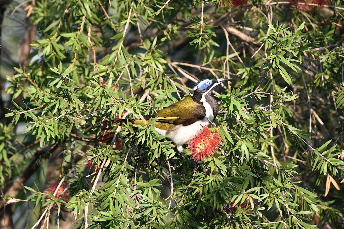 Blue-faced Honeyeater (White-quilled) - ML638461391