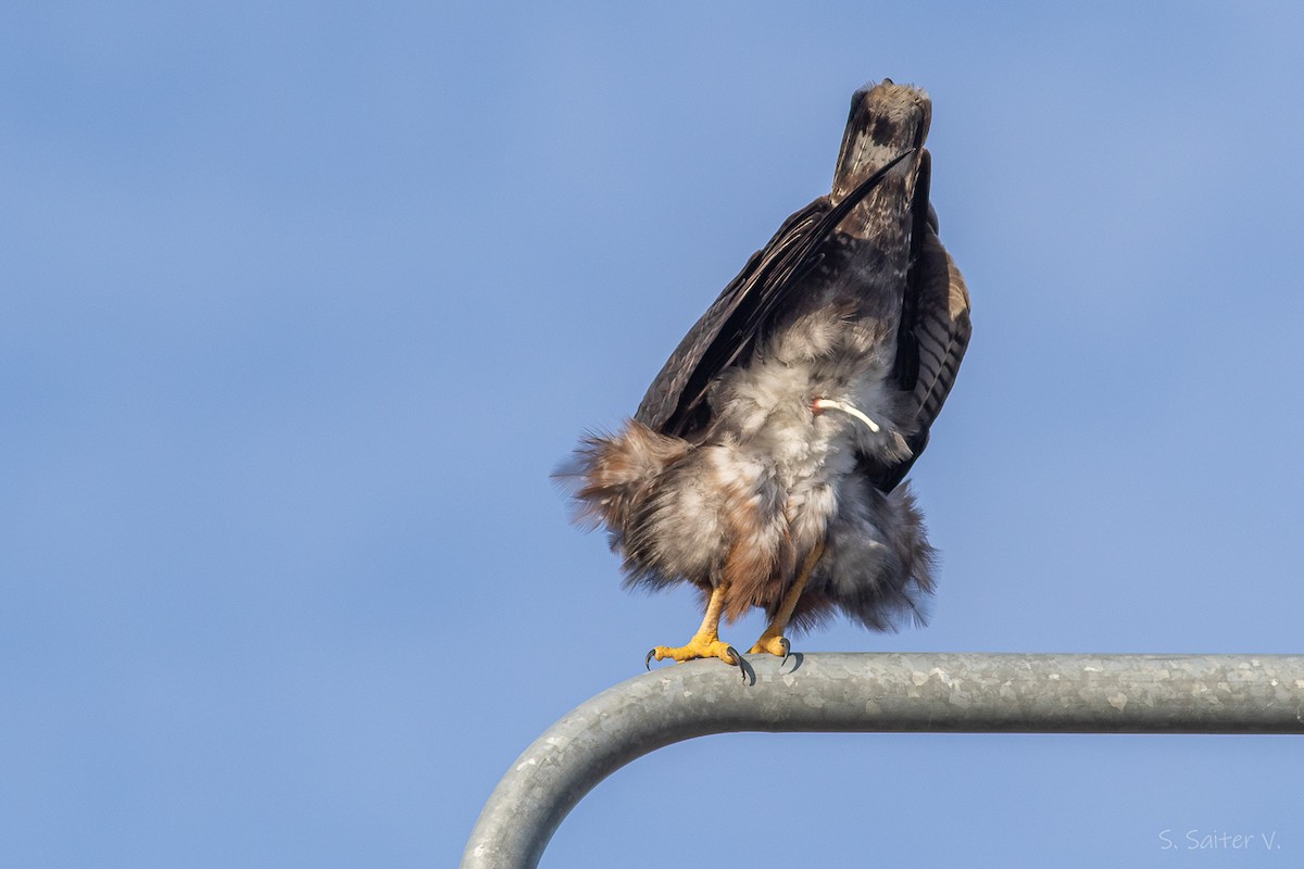 Variable Hawk - ML638461395