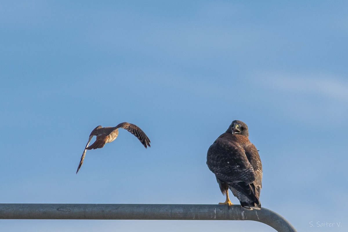 Variable Hawk - ML638461396