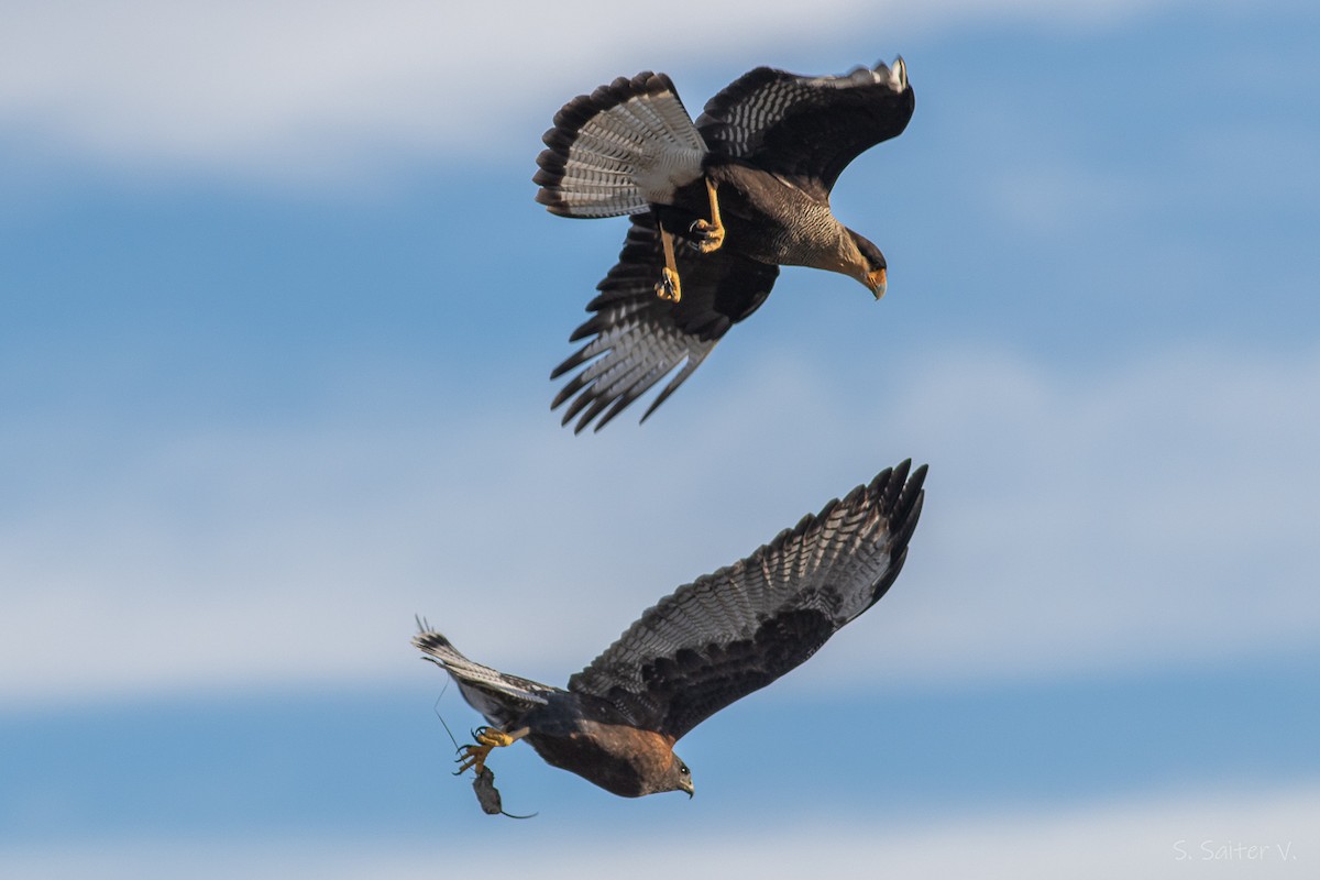 Variable Hawk - ML638461397
