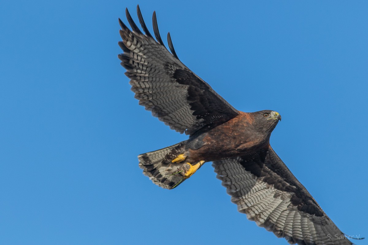 Variable Hawk - ML638461398
