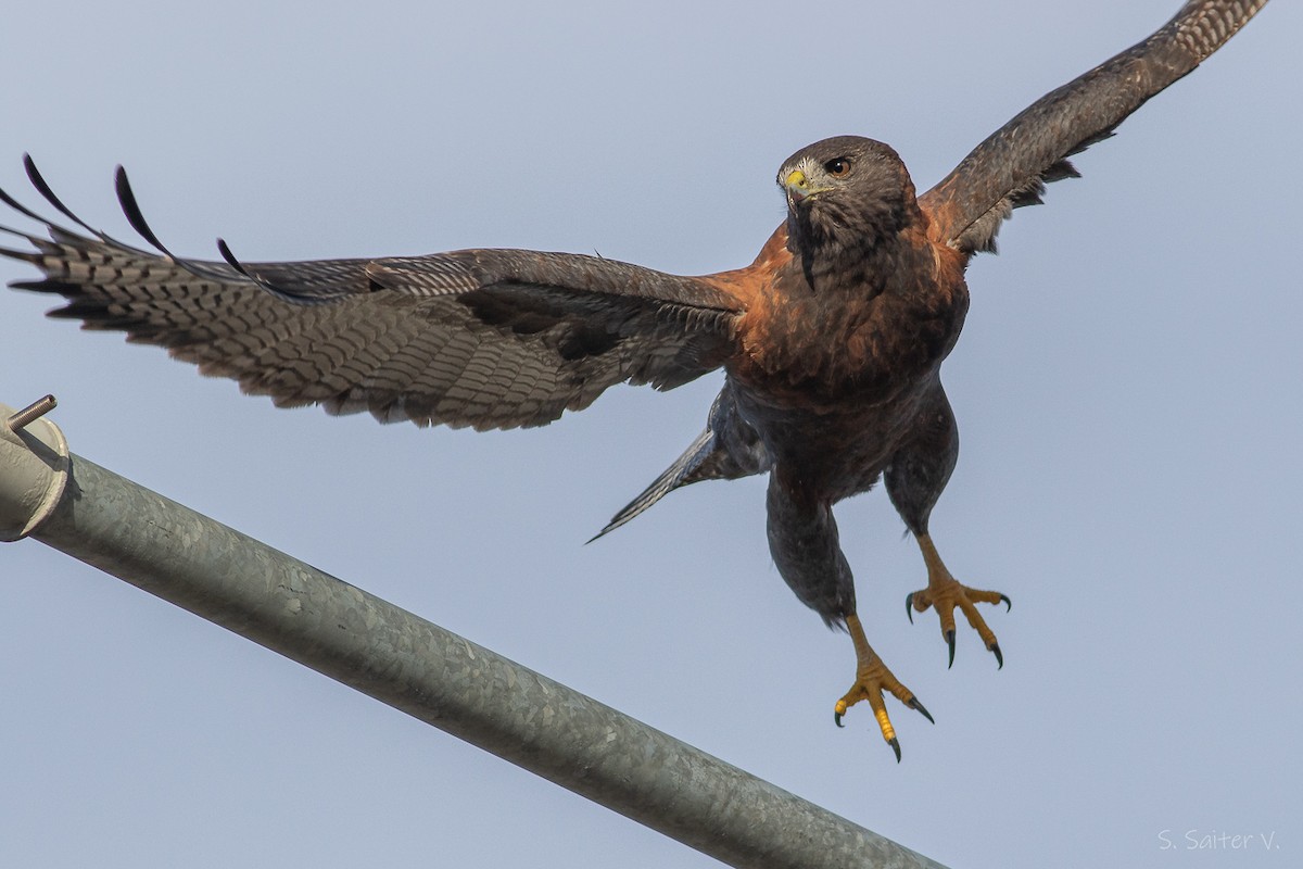 Variable Hawk - ML638461399