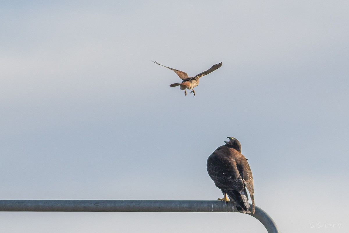 Variable Hawk - ML638461401
