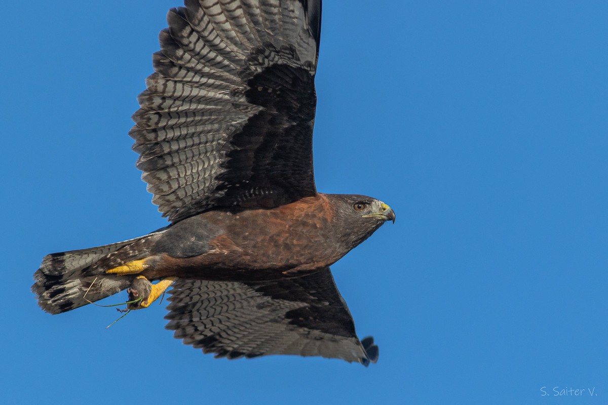 Variable Hawk - ML638461402