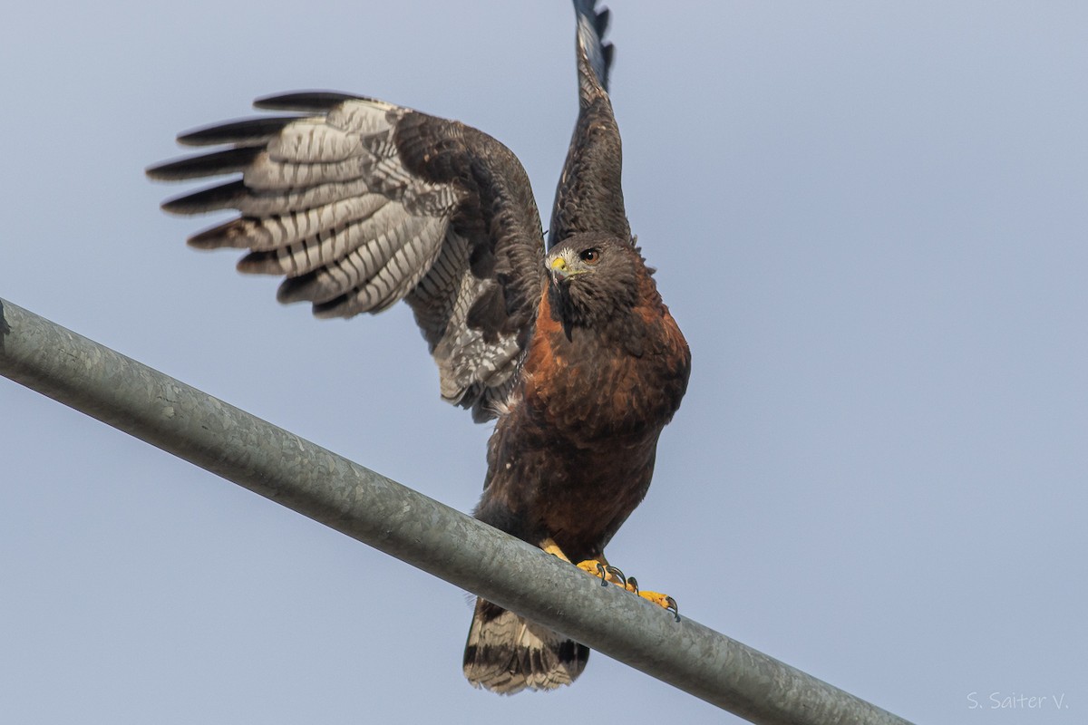 Variable Hawk - ML638461403