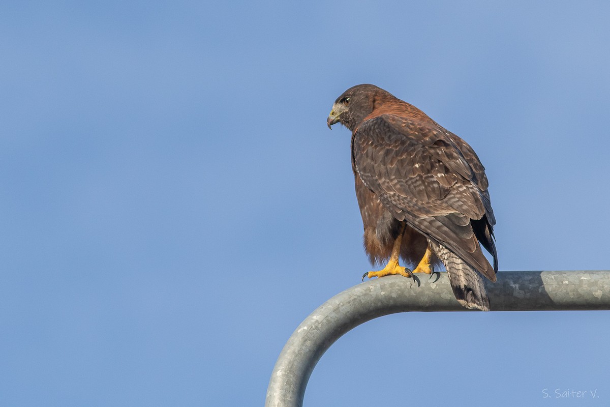 Variable Hawk - ML638461404
