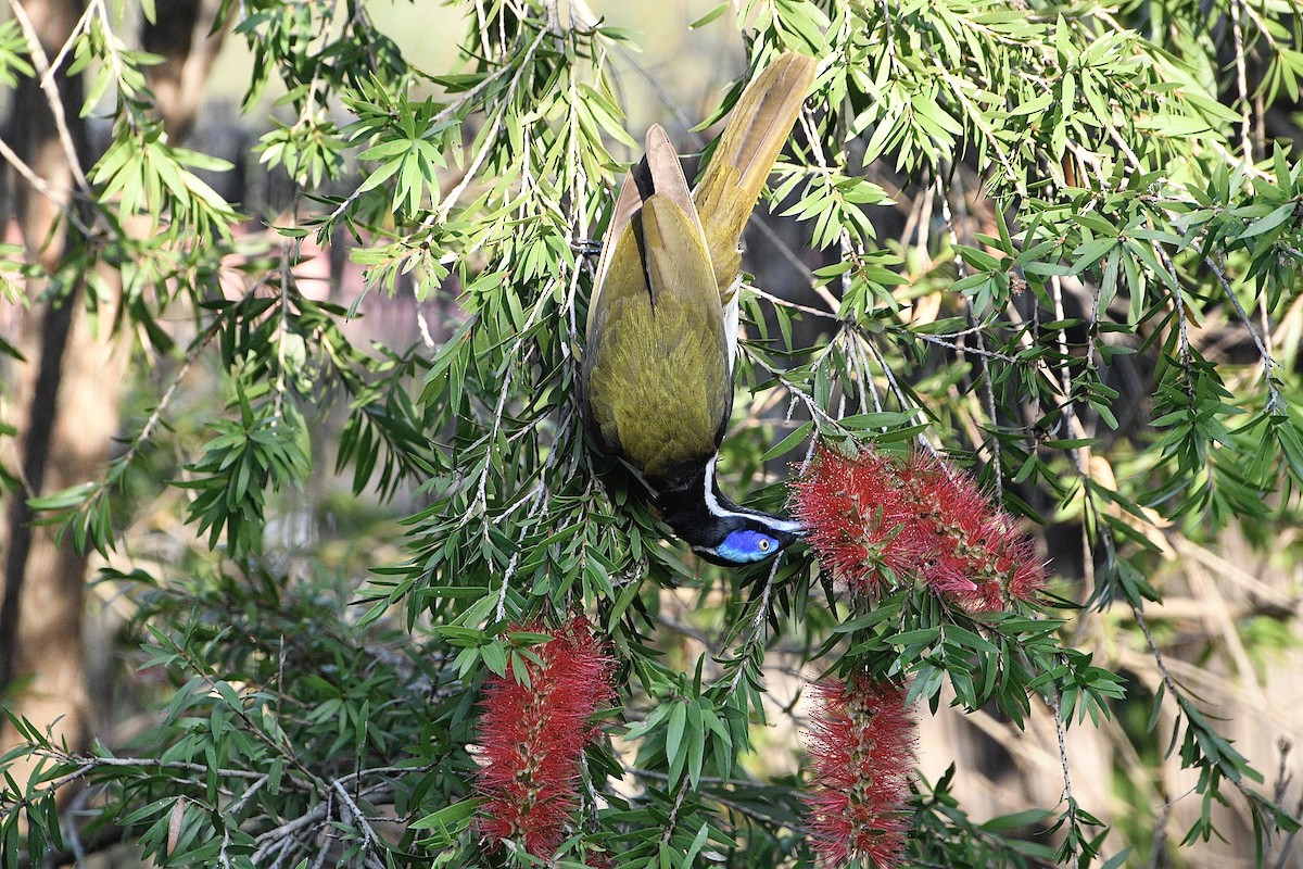 Blue-faced Honeyeater (White-quilled) - ML638461503