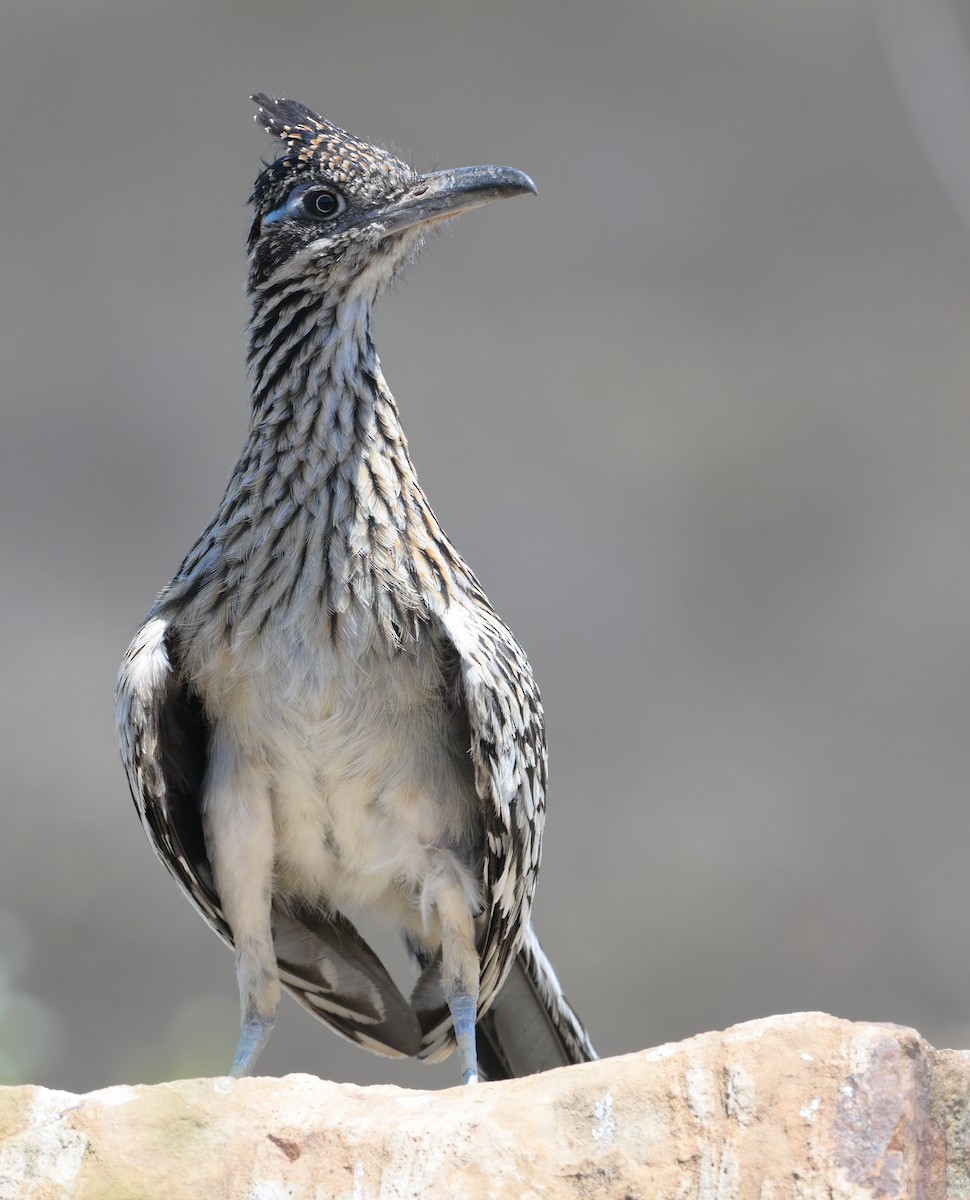Greater Roadrunner - ML638461505
