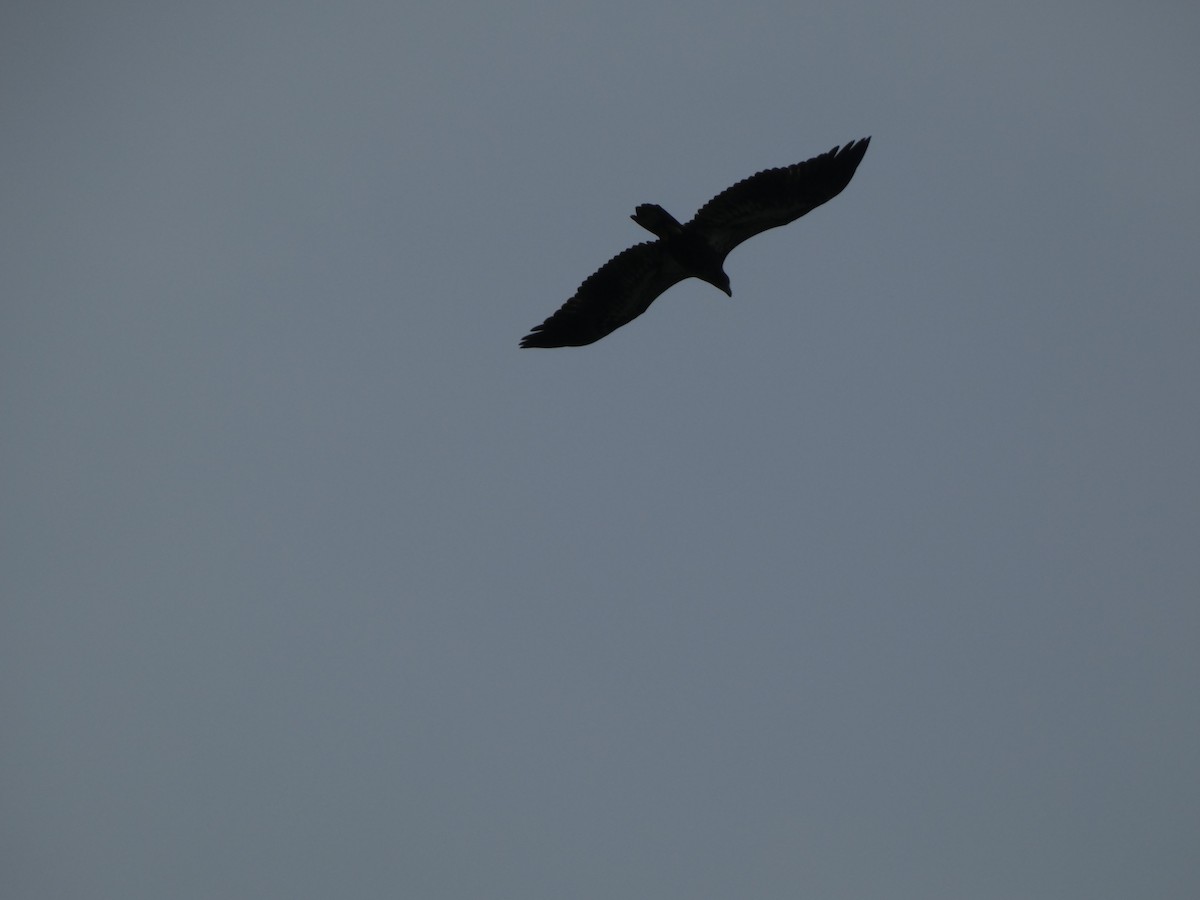 Bald Eagle - ML638461510