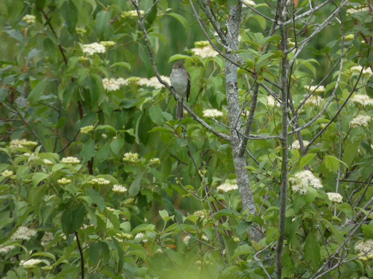 Alder Flycatcher - ML638461521