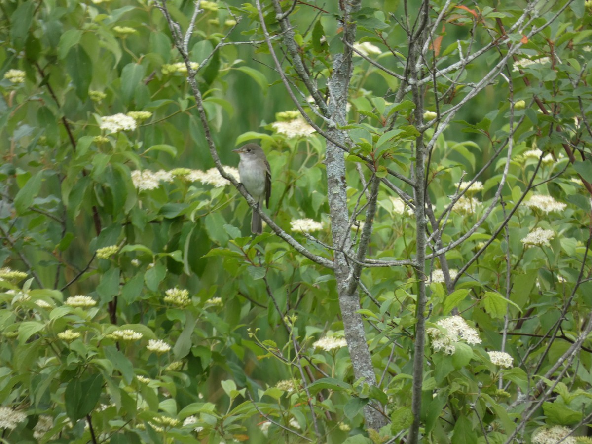 Alder Flycatcher - ML638461526