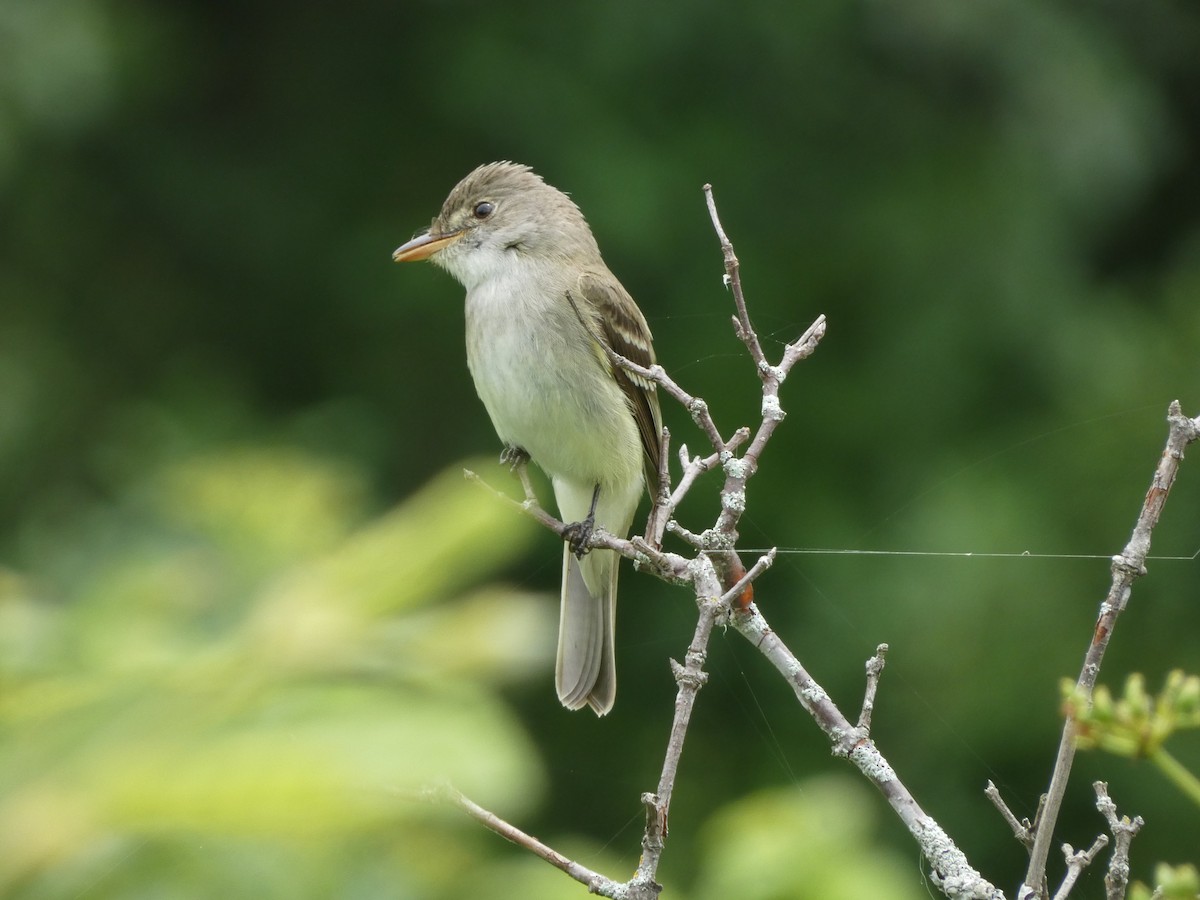 Alder/Willow Flycatcher (Traill's Flycatcher) - ML638461533