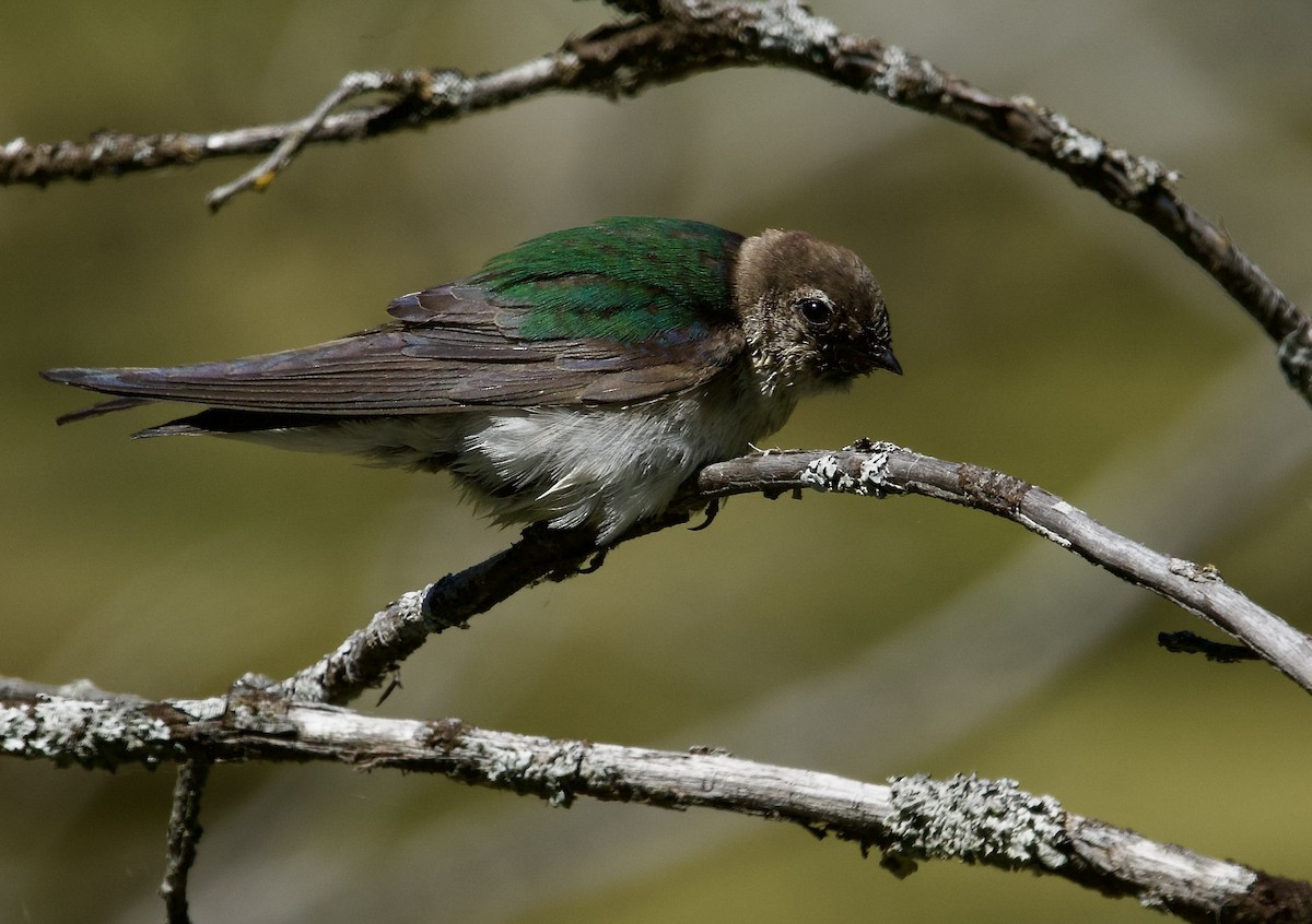 Violet-green Swallow - ML638461572