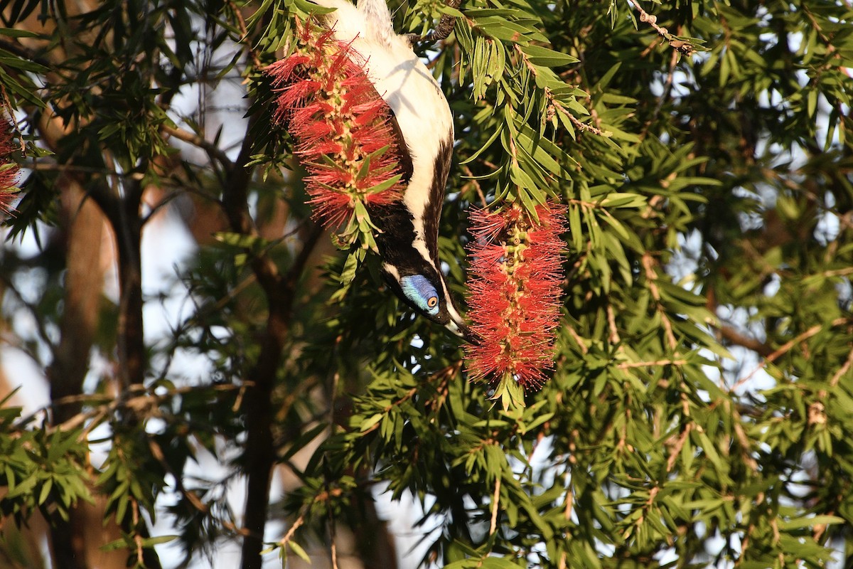 Blue-faced Honeyeater (White-quilled) - ML638461577