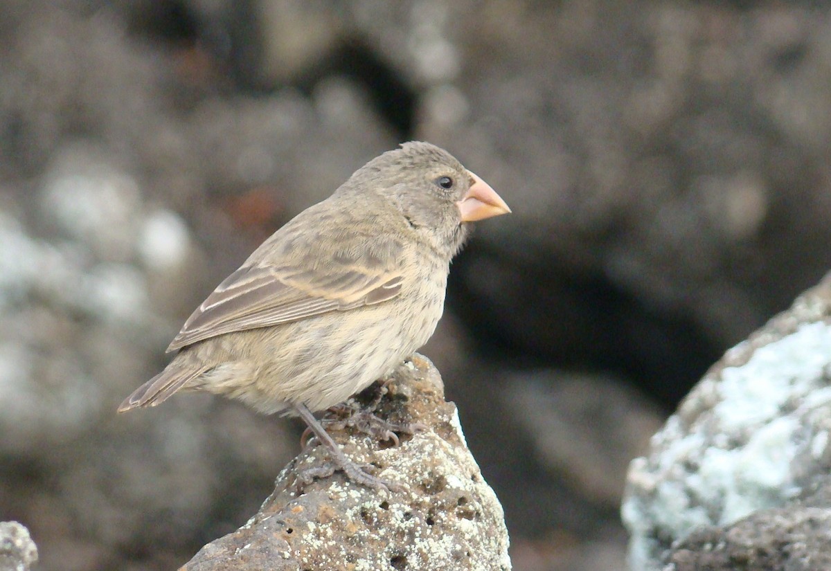 Medium Ground-Finch - ML638461579