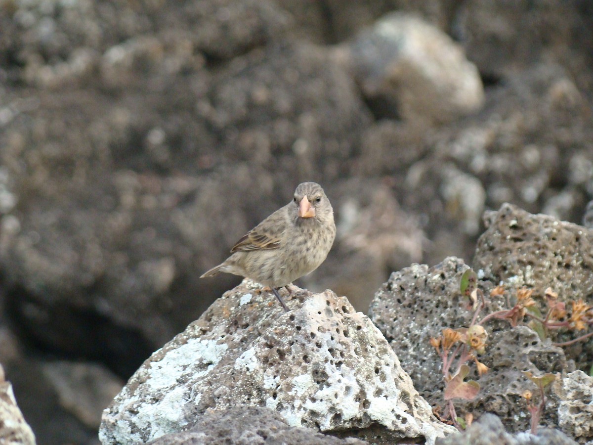 Medium Ground-Finch - ML638461585