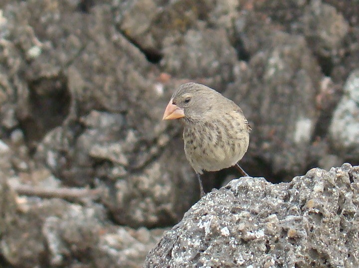 Medium Ground-Finch - ML638461600