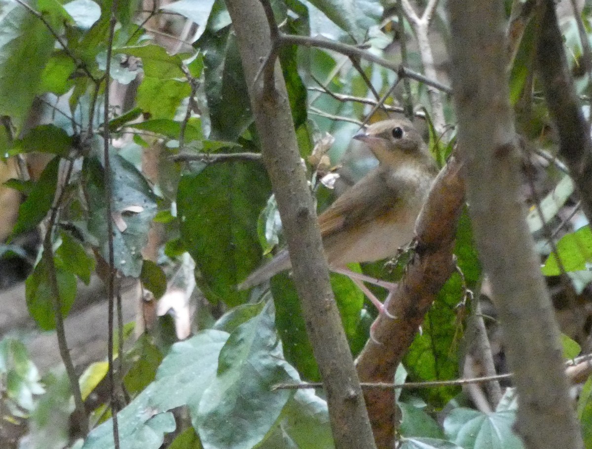 Siberian Blue Robin - ML638461606