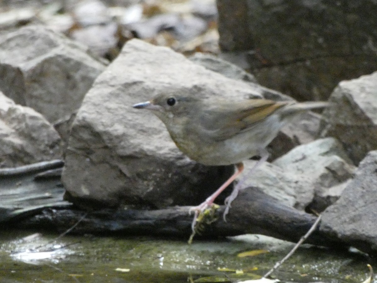 Siberian Blue Robin - ML638461607