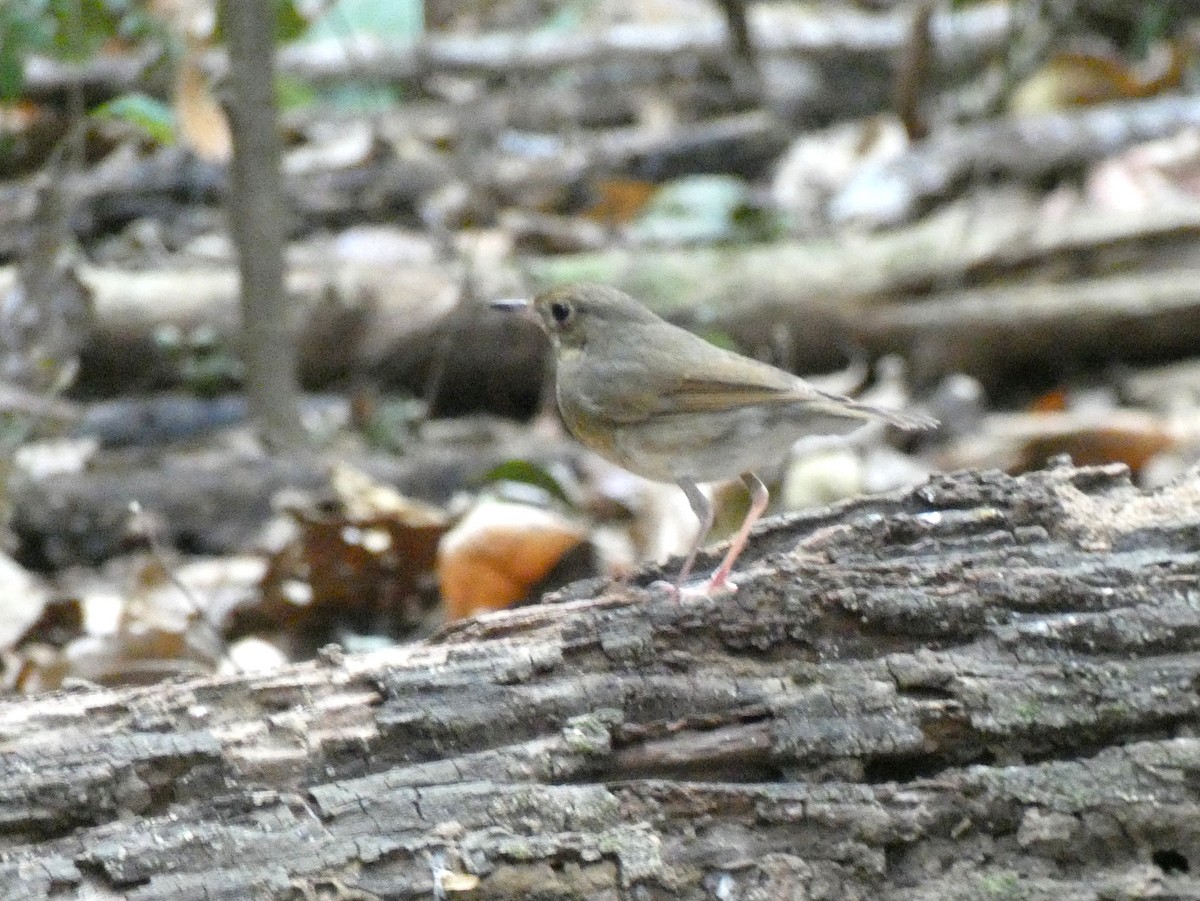Siberian Blue Robin - ML638461608