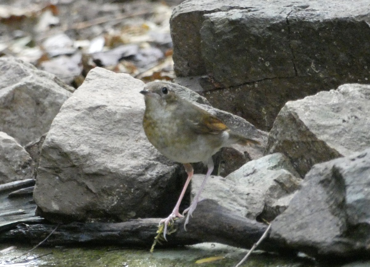 Siberian Blue Robin - ML638461609