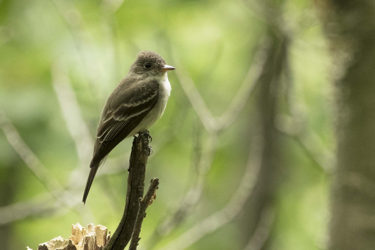 Eastern Wood-Pewee - ML638461644