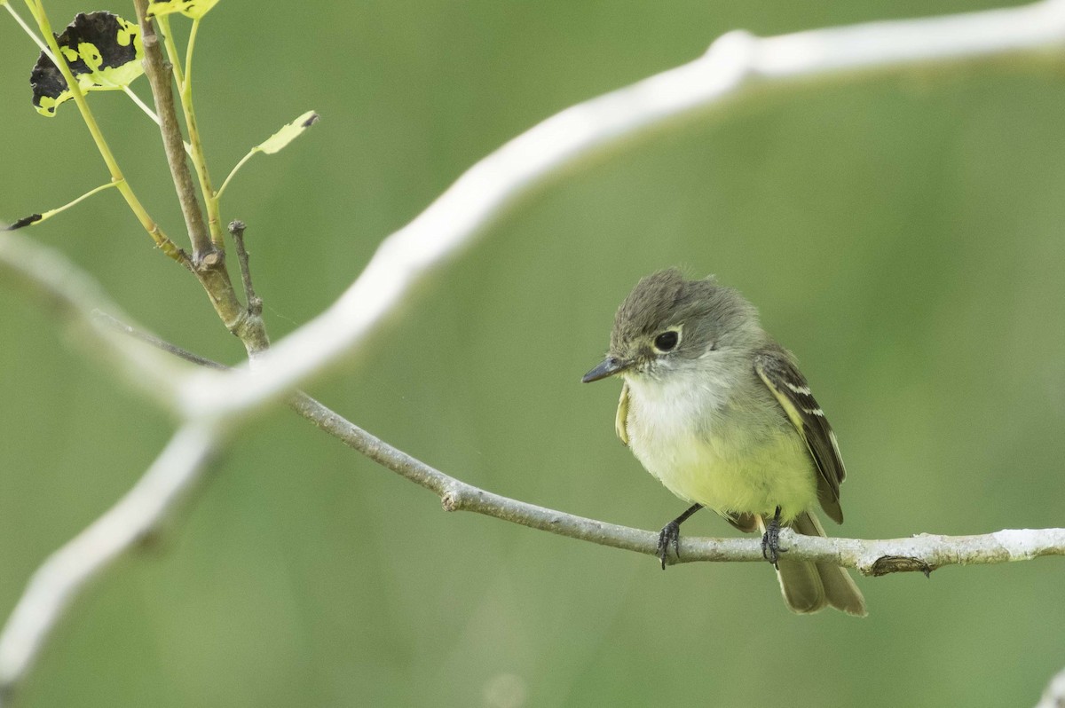 Least Flycatcher - ML638461648
