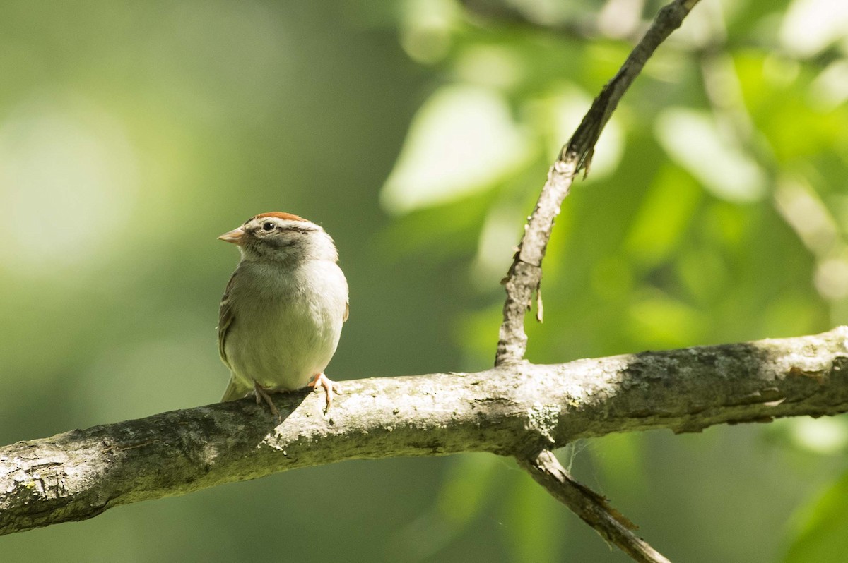 Chipping Sparrow - ML638461654