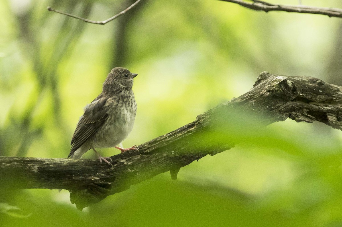 Dark-eyed Junco - ML638461689