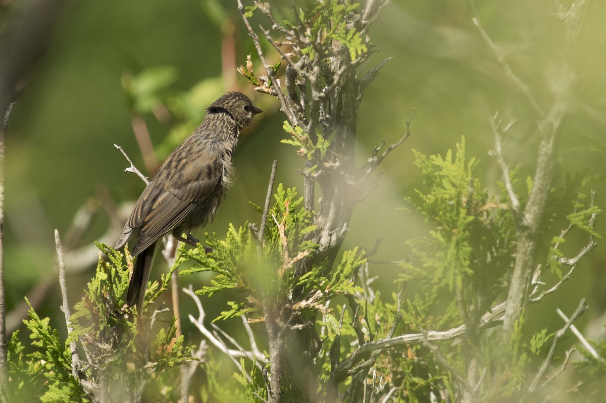 Dark-eyed Junco - ML638461690